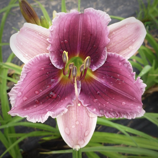 Luscious Kiss - 1 Fan